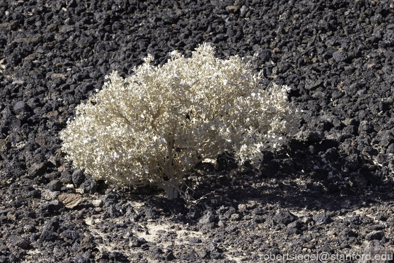 Desert Biogeography of Joshua Tree National Park